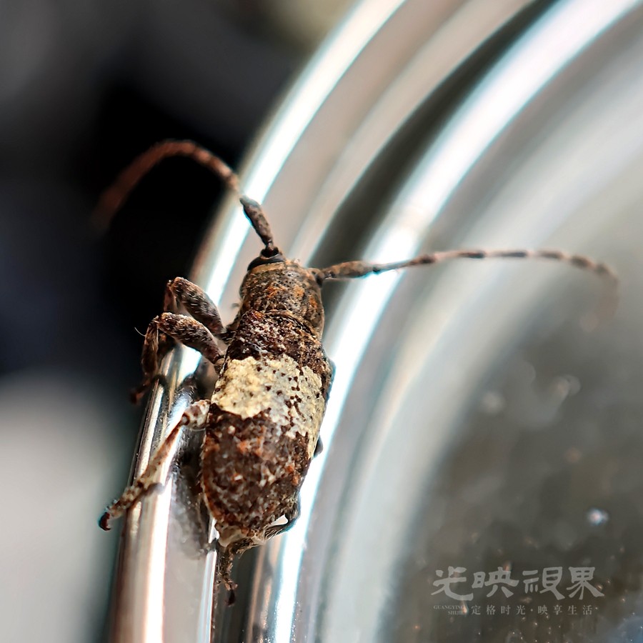 天牛002900.jpg