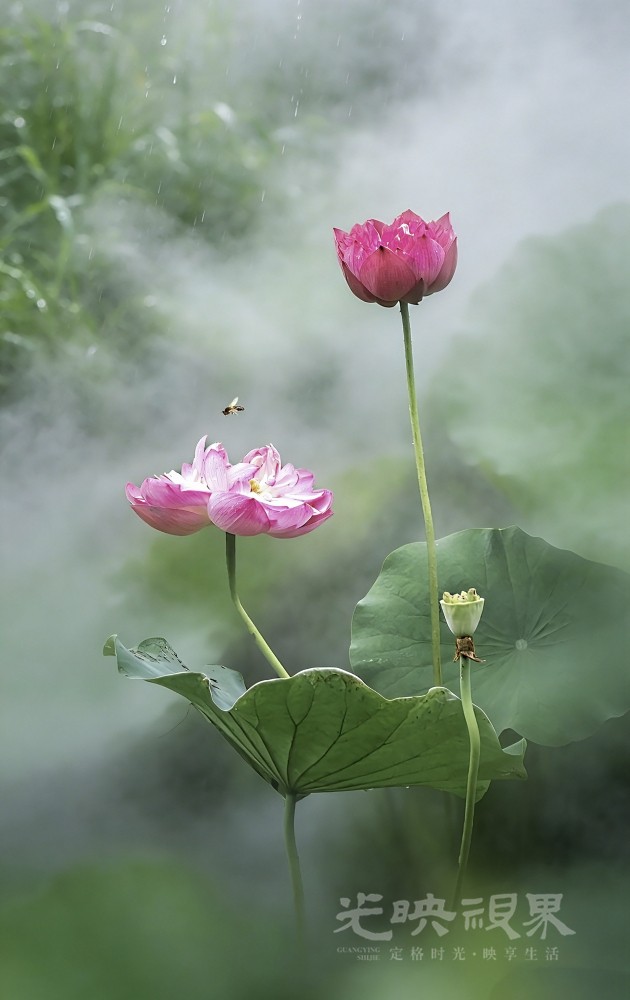 烟雨荷塘  雨雾荷塘，蜂影荷香，是夏天最温柔的诗。-0.jpg