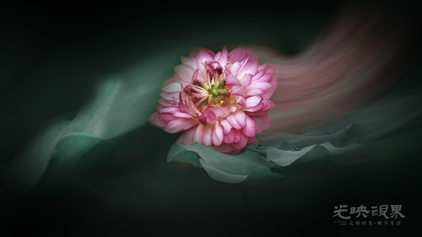 流雾拥芙蕖  一莲盛放，两缕柔雾，满目清宁。-0.jpg