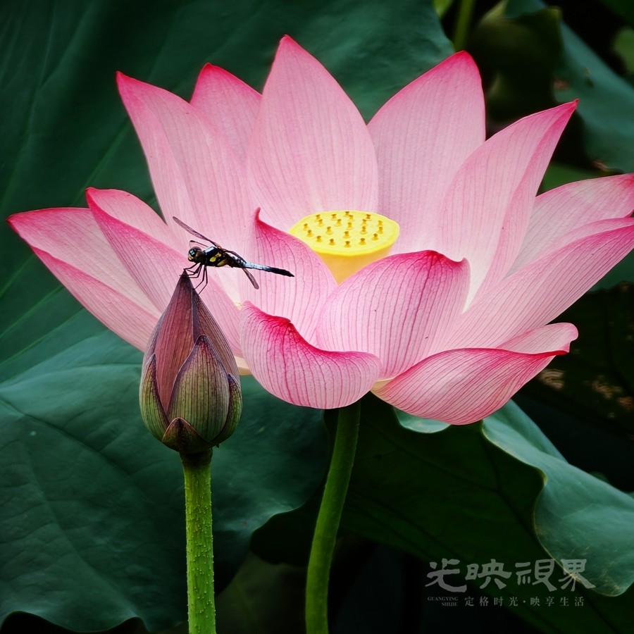 三清宫荷花01900.jpg