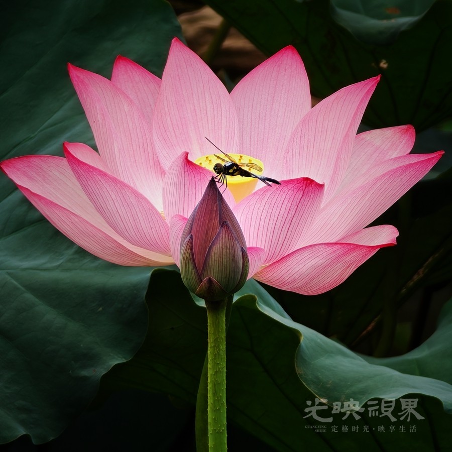 三清宫荷花02900.jpg