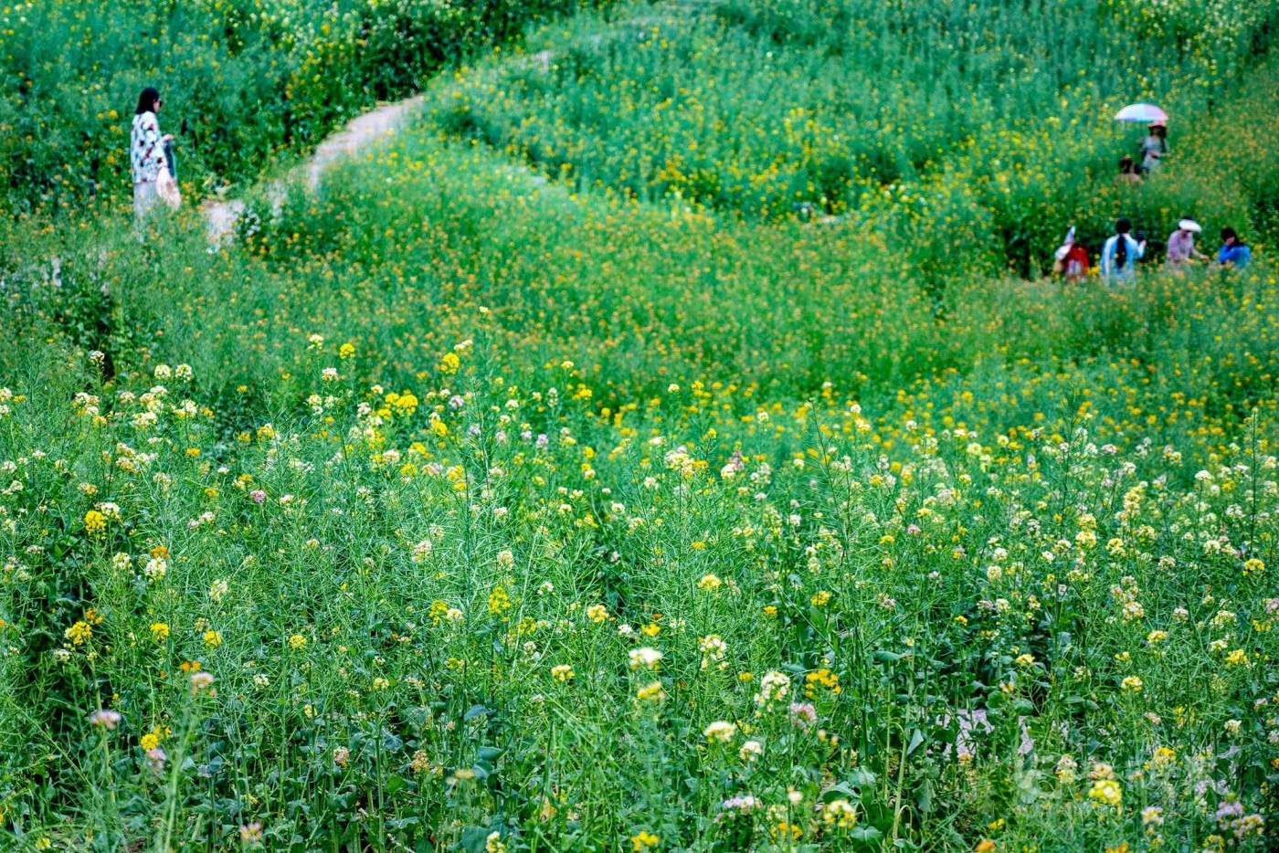 DSC_5853.JPG