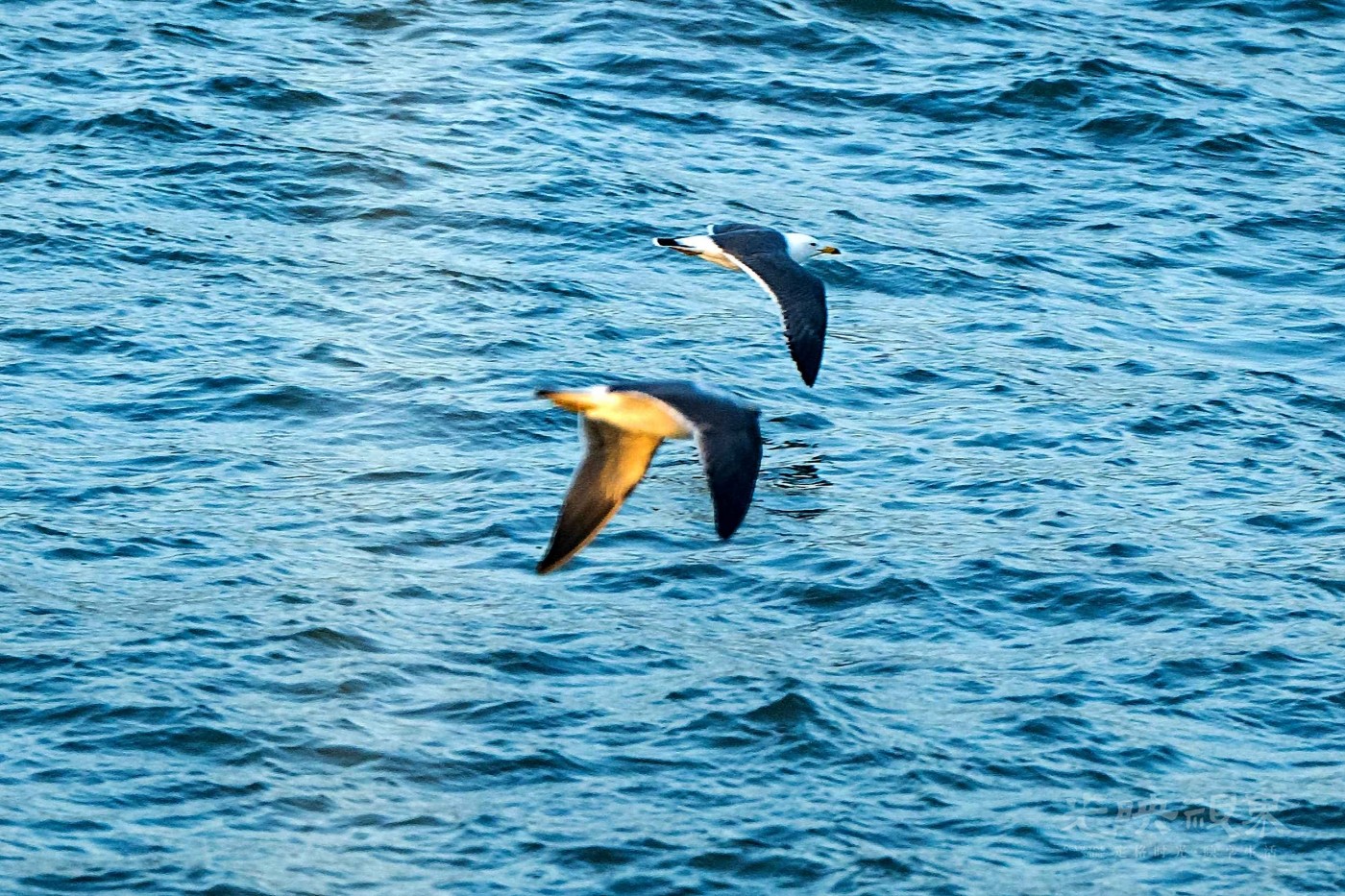 DSC_5201.JPG