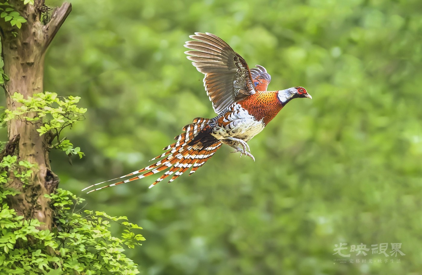 DSC_0159.jpg