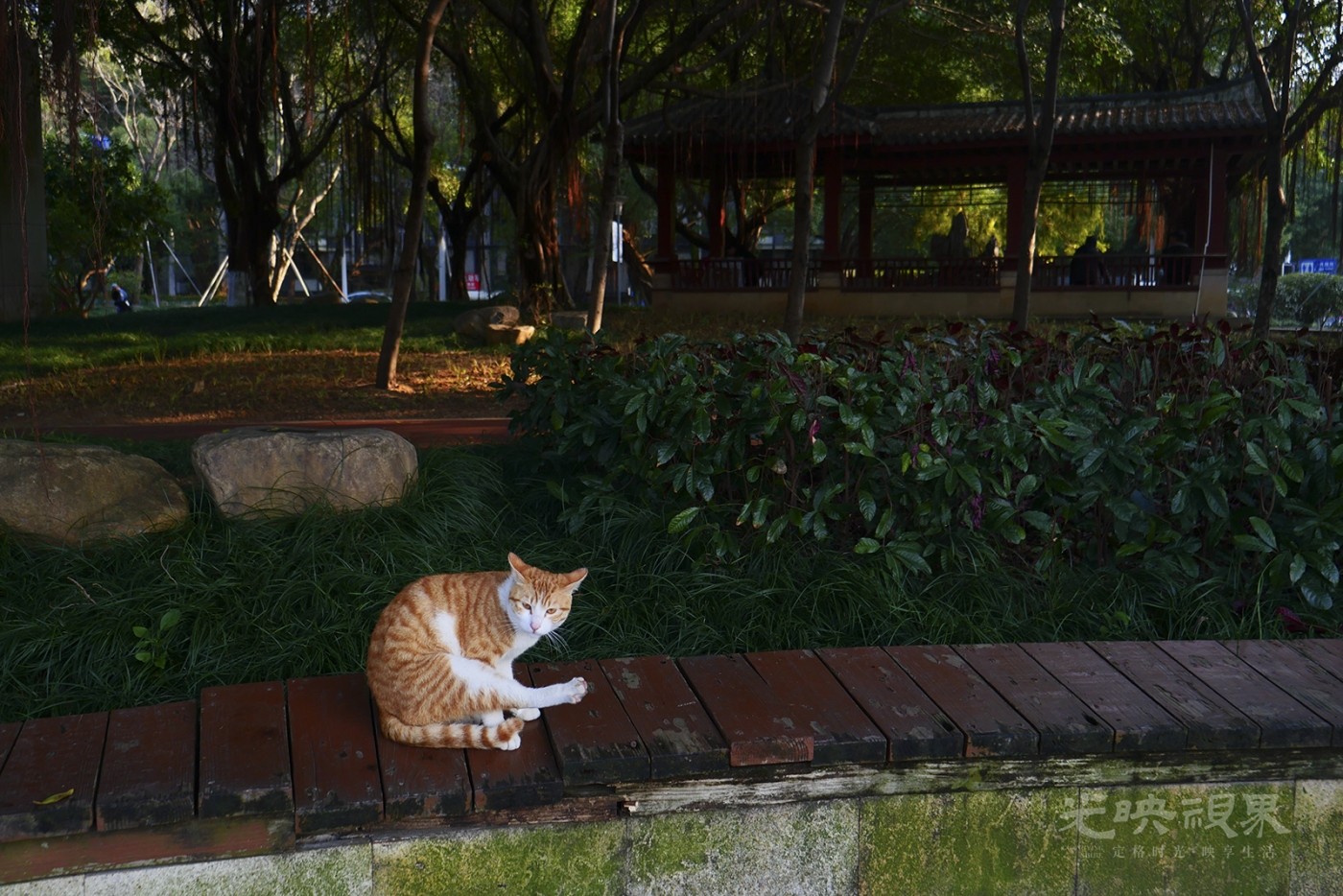 公园里的猫原图1600.jpg