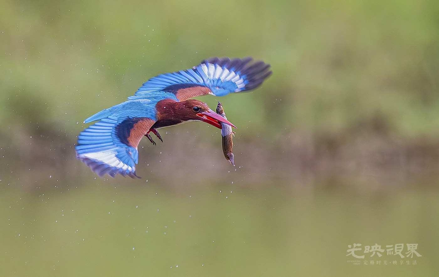 DSC_3226.jpg