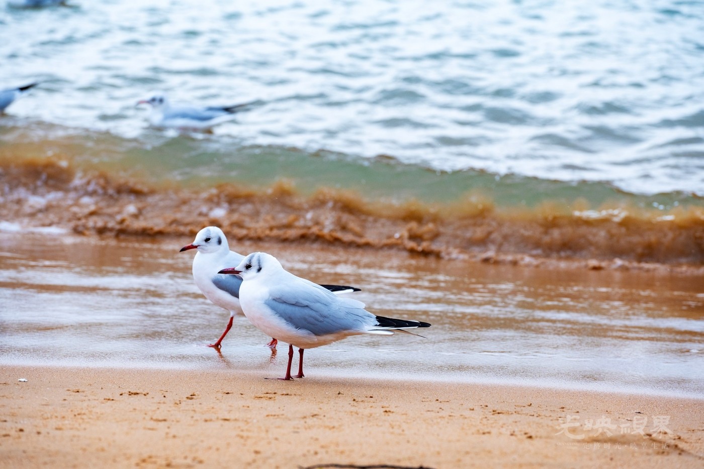 DSC_5415.JPG
