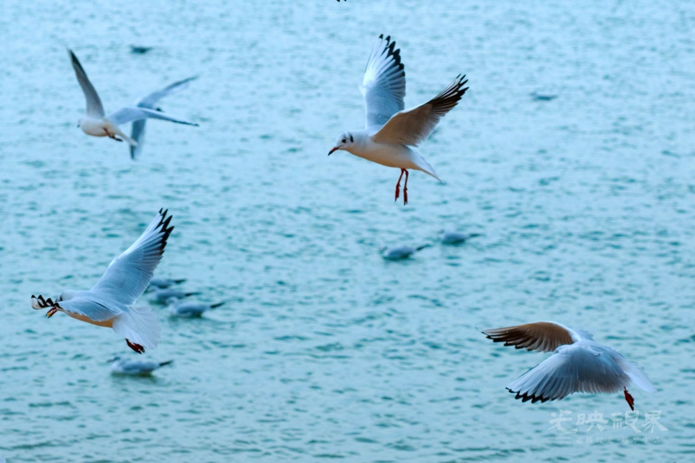 DSC_5433.JPG