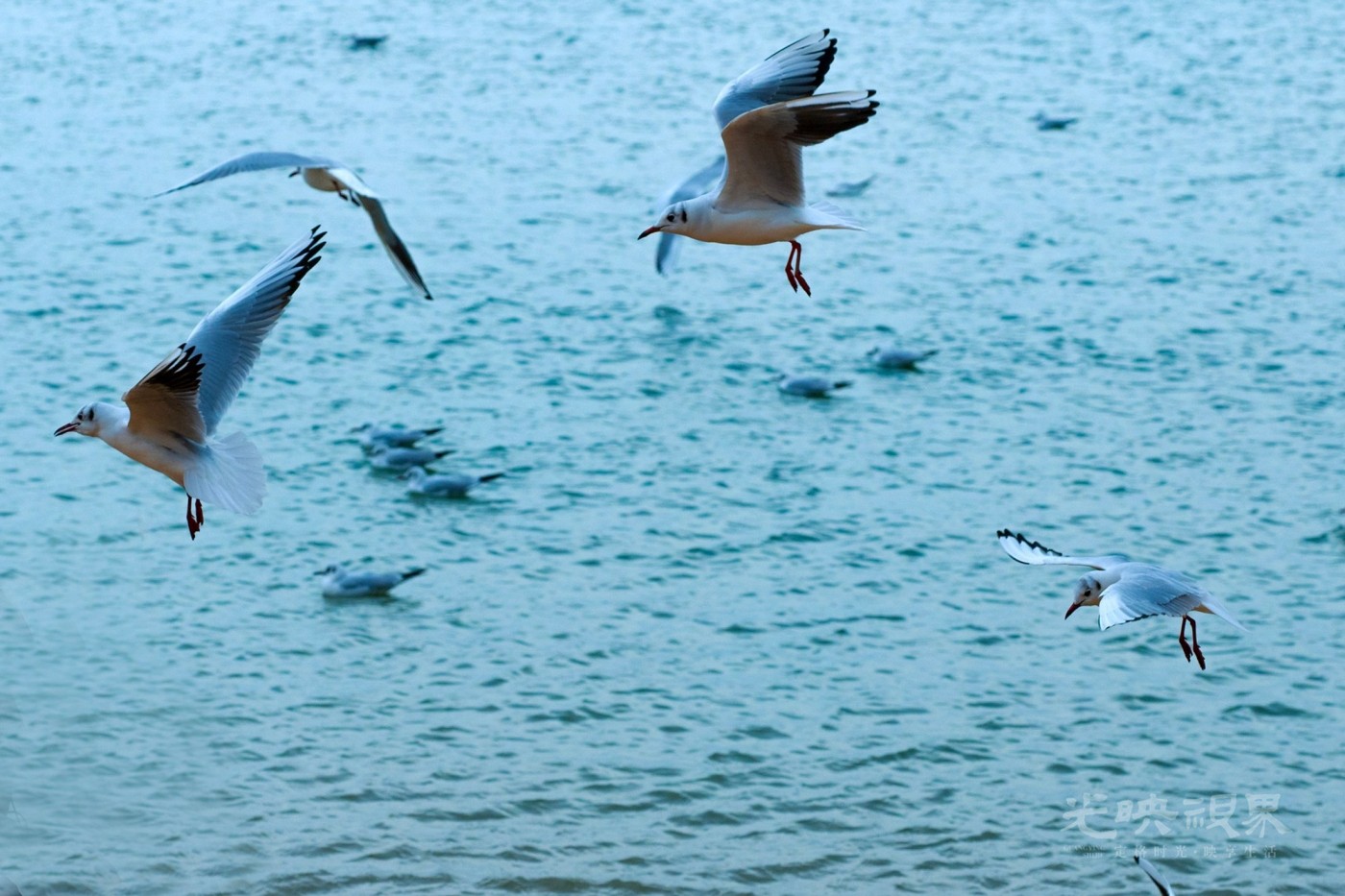 DSC_5436.JPG