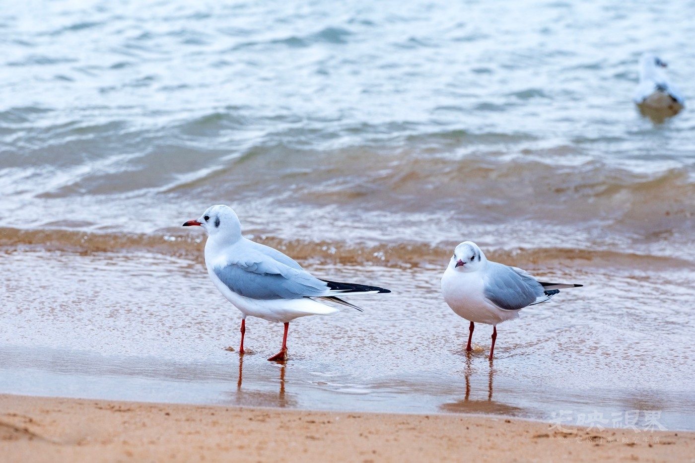 DSC_5541.JPG