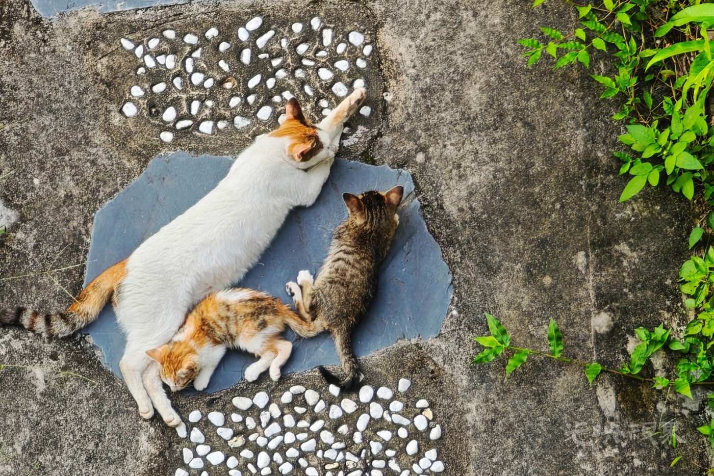 俯瞰流浪猫1600.jpg