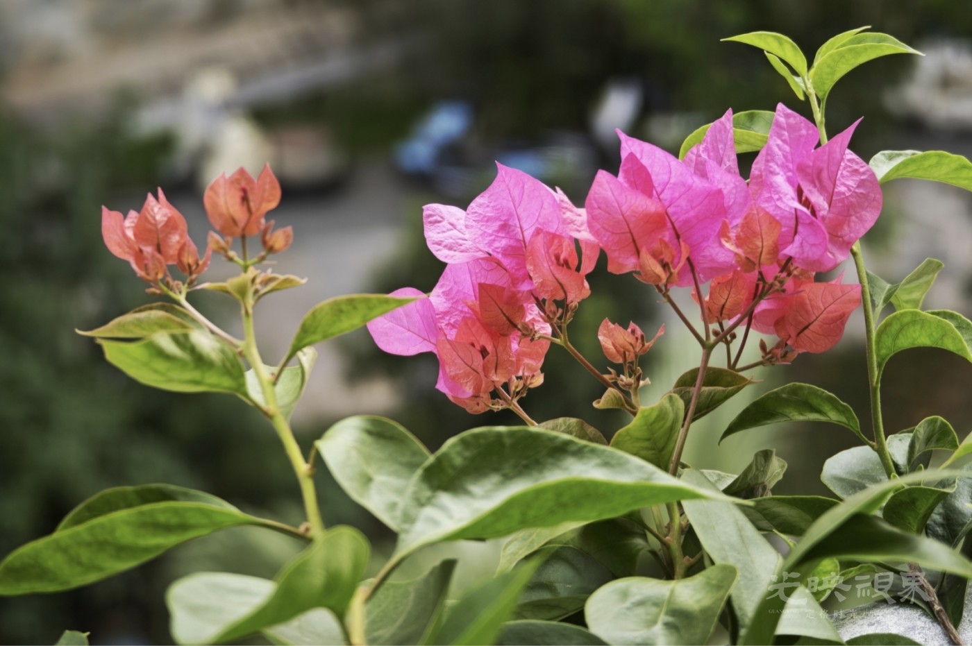 三角梅071600.jpg