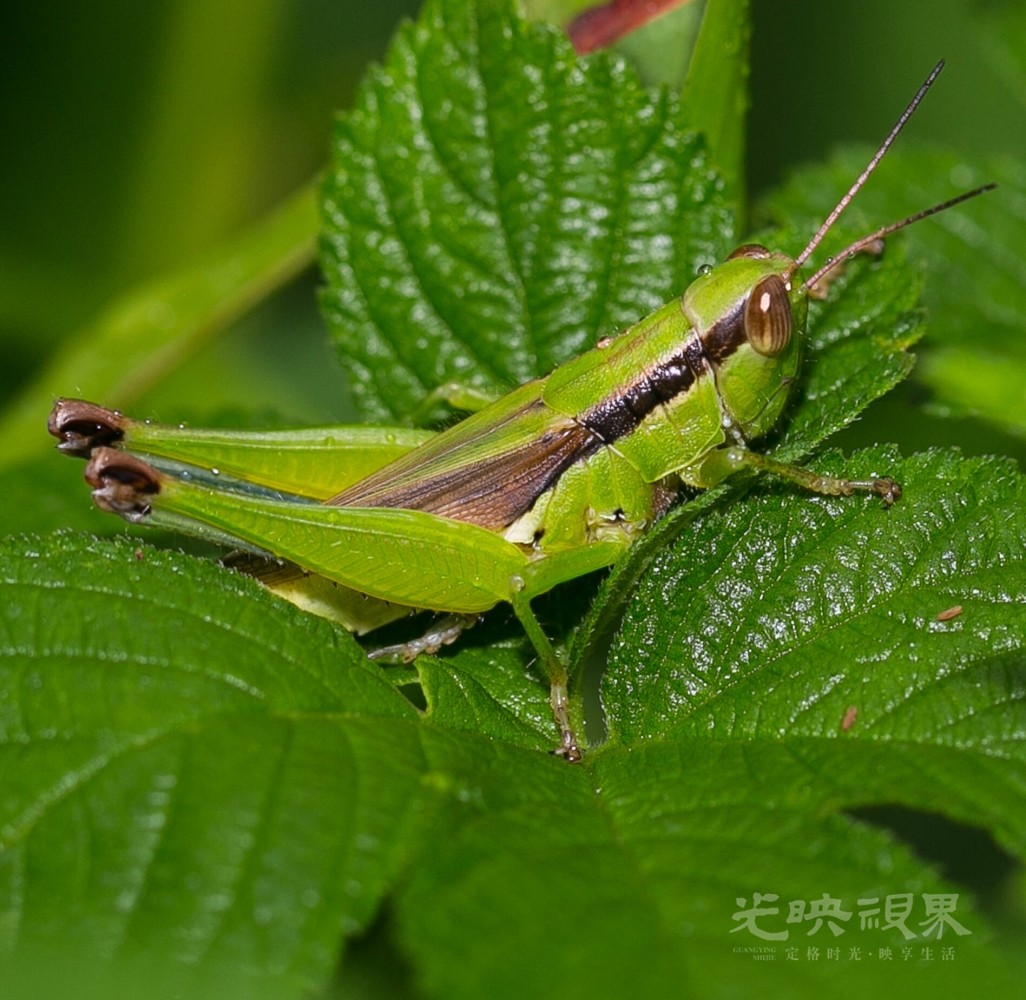 DX1_0203.jpg
