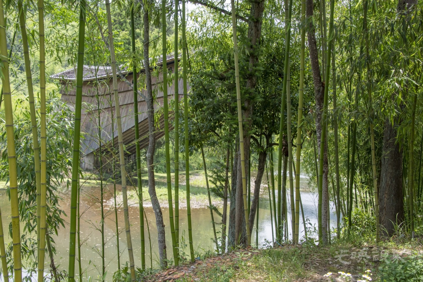 DSC_4369_1.JPG