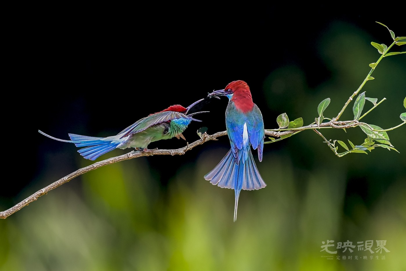 DSC_7031-2.jpg