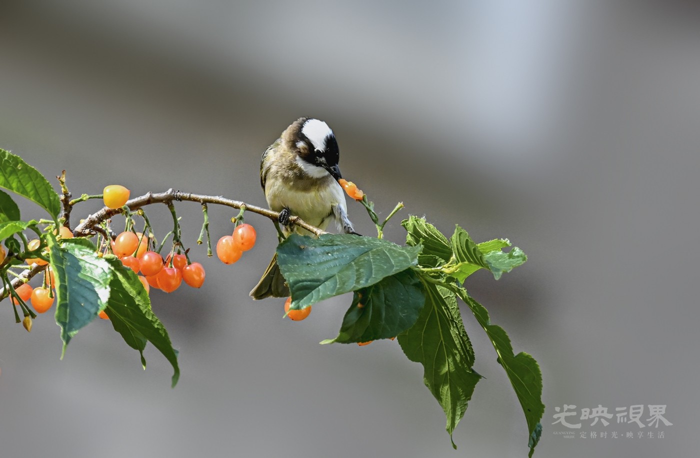 DSC_3971.jpg