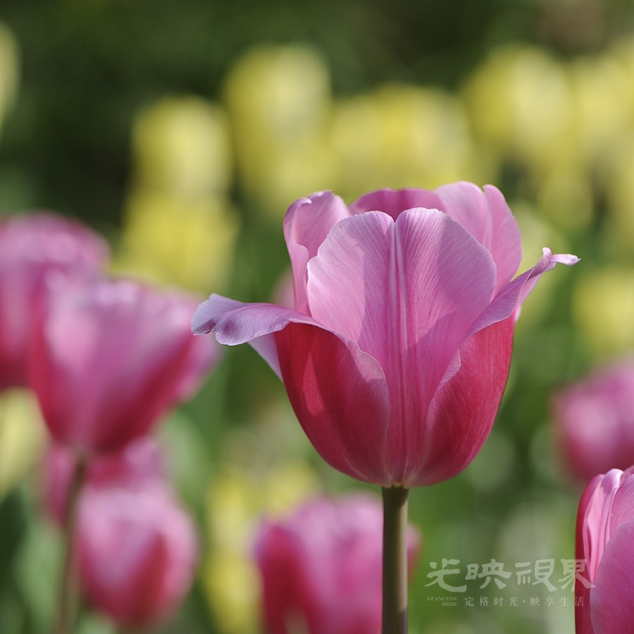 郁金香09900.jpg