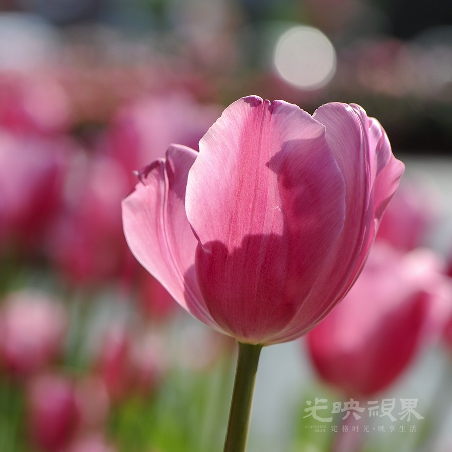 郁金香010900.jpg