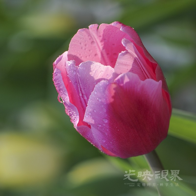 郁金香03800.jpg
