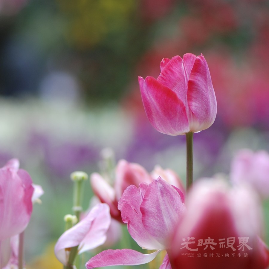 虎年郁金香04900.jpg