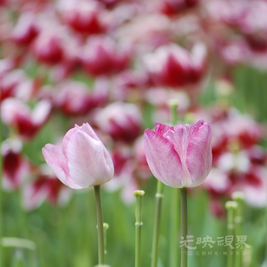 虎年郁金香08900.jpg