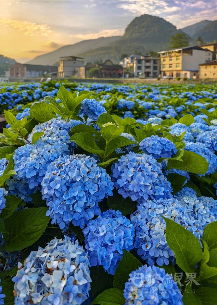 绣山花谷风情031024.jpg