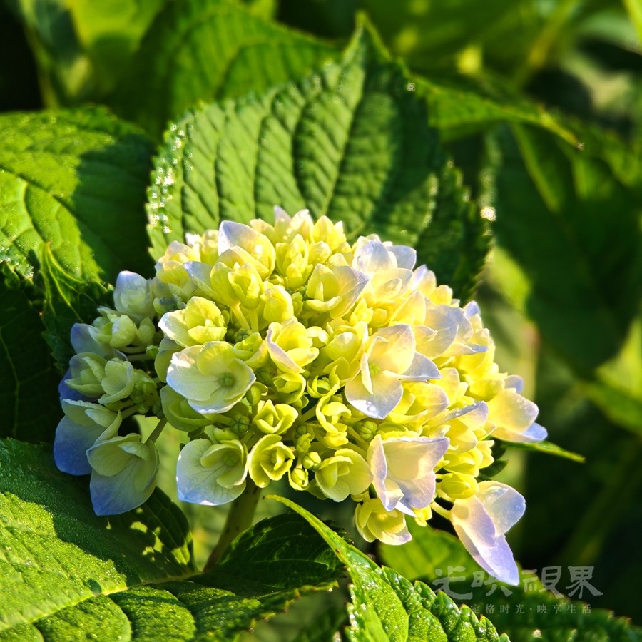 绣山花谷风情010900.jpg