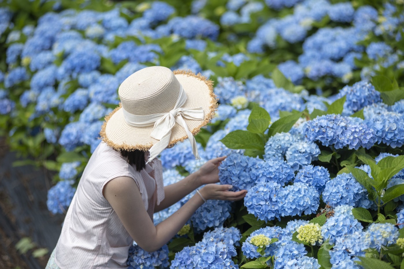 花海掠影031600.jpg