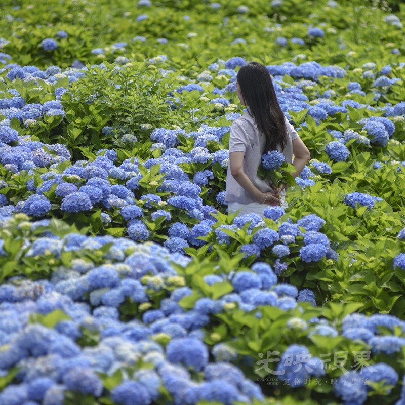 花海丽影02800.jpg