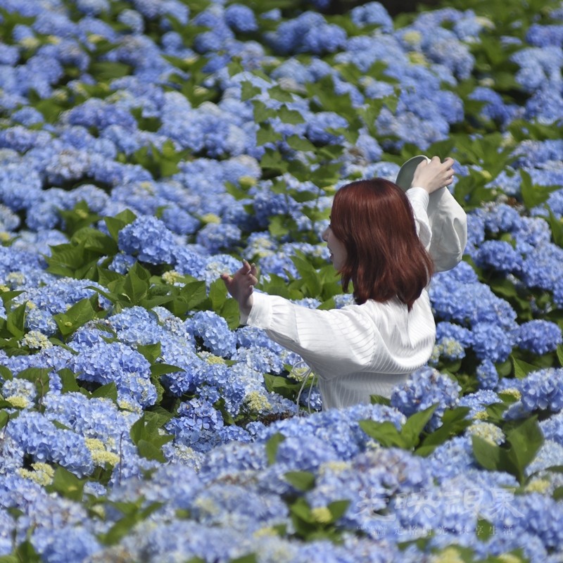 花海丽影03800.jpg