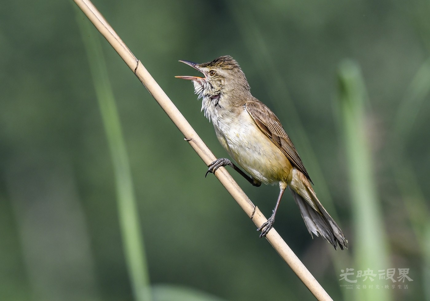 DSC_2960.jpg