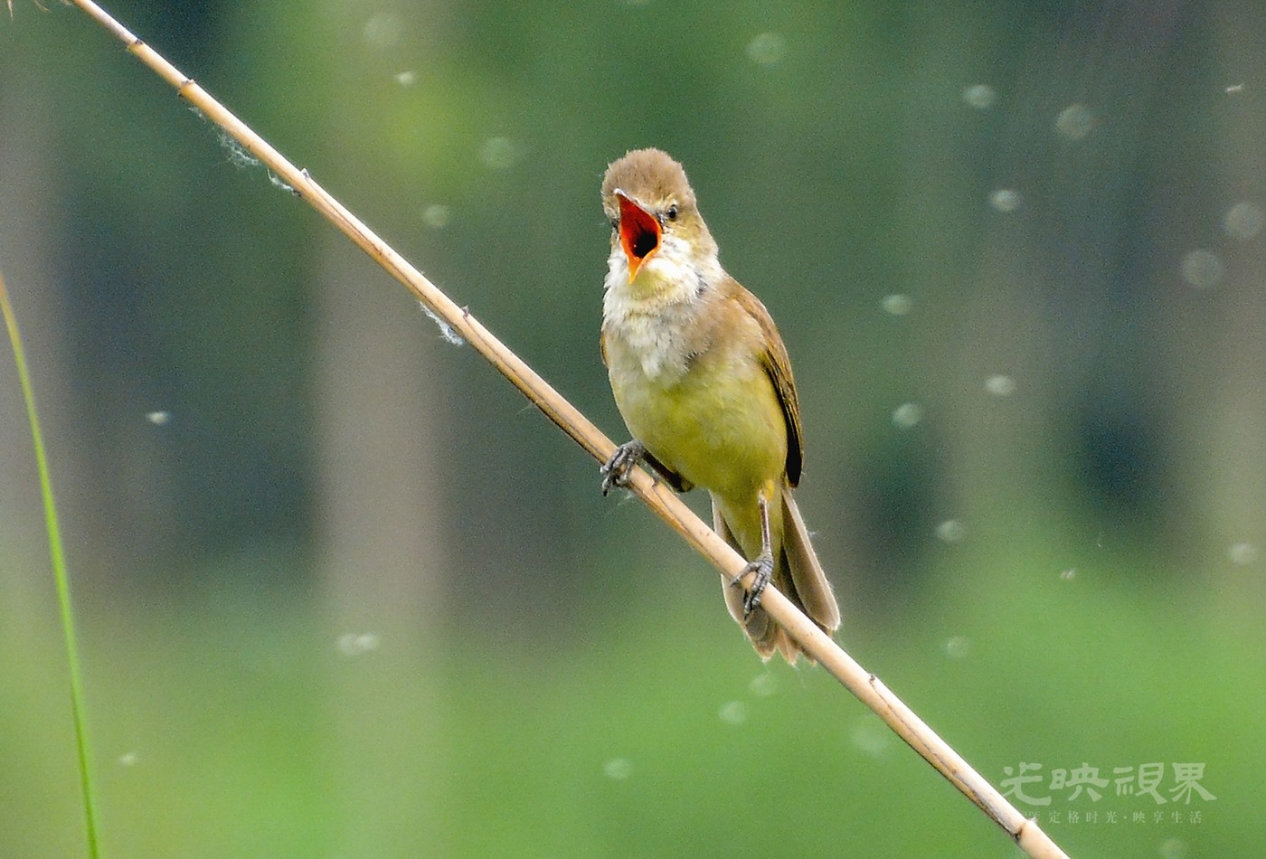 DSC_7582.jpg