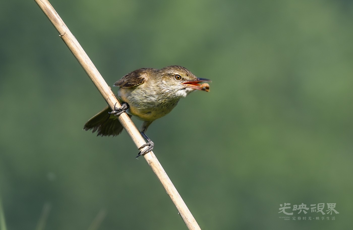 DSC_9430.jpg