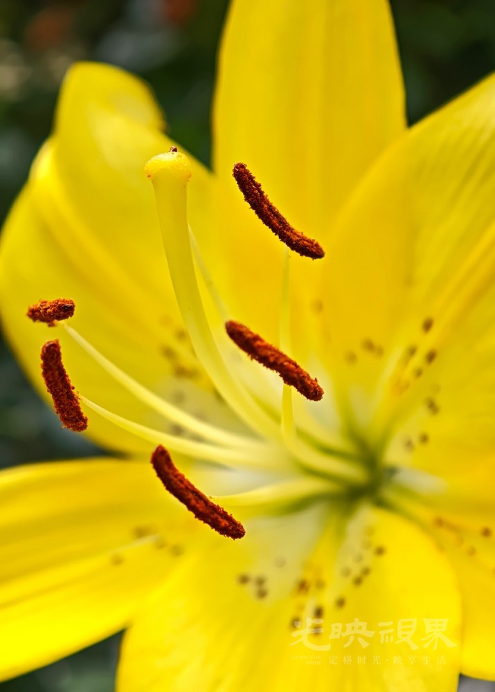 小黄花011200.jpg