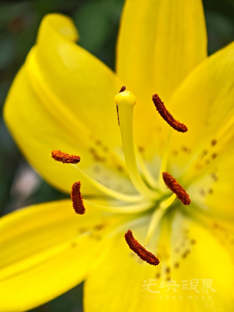 小黄花041200.jpg