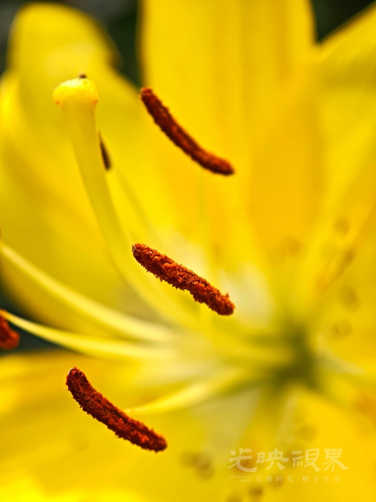 小黄花021200.jpg