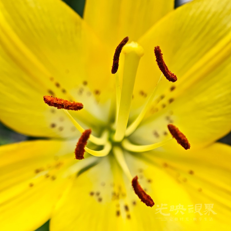 小黄花03900.jpg