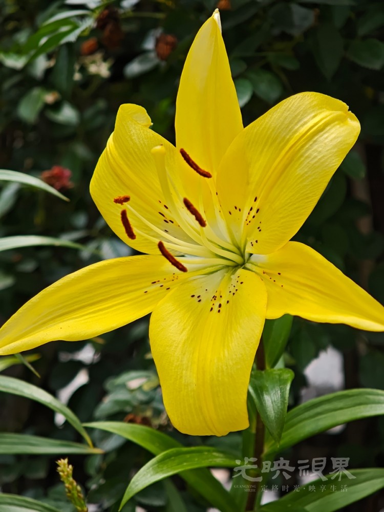 小黄花051200.jpg
