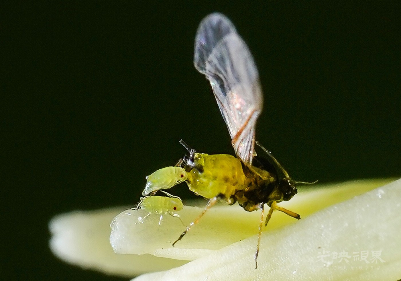 DXA08318.jpg