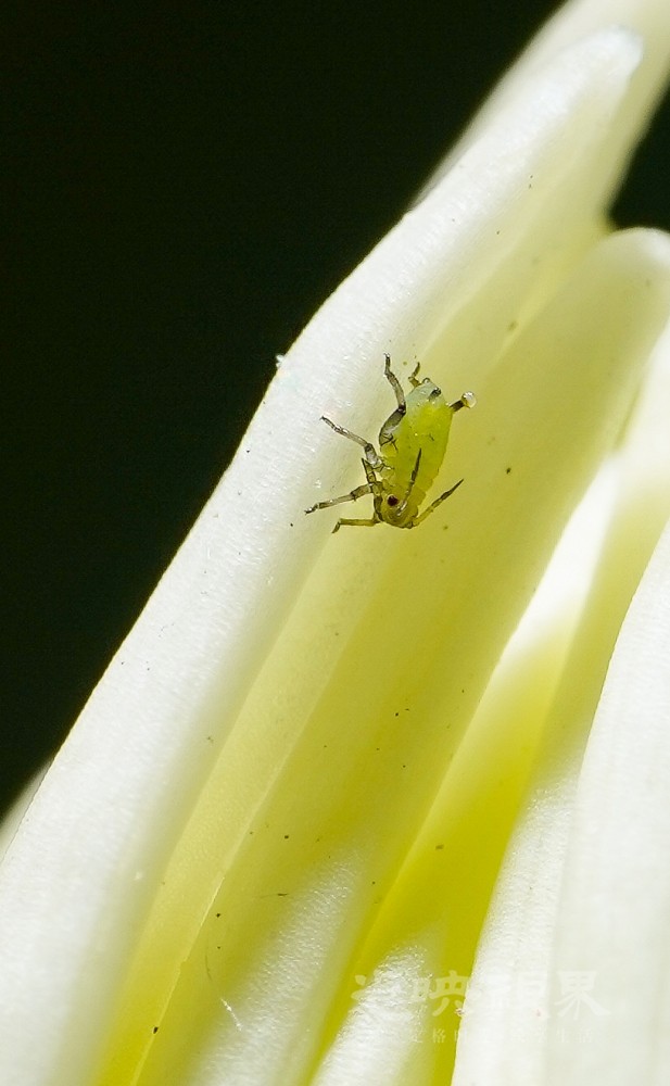 DXA08336.jpg