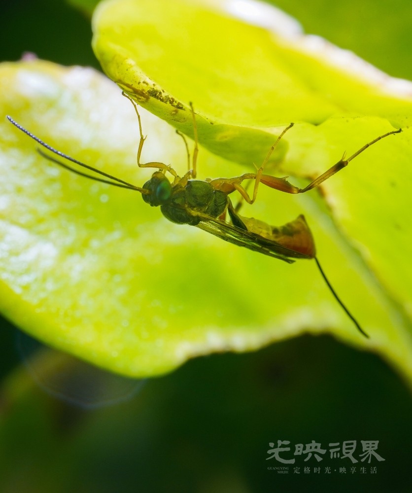 DXA08947.jpg