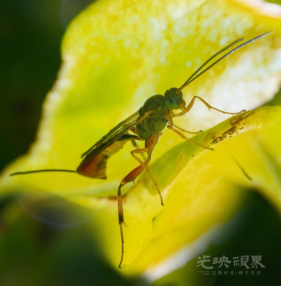 DXA08947-1.jpg