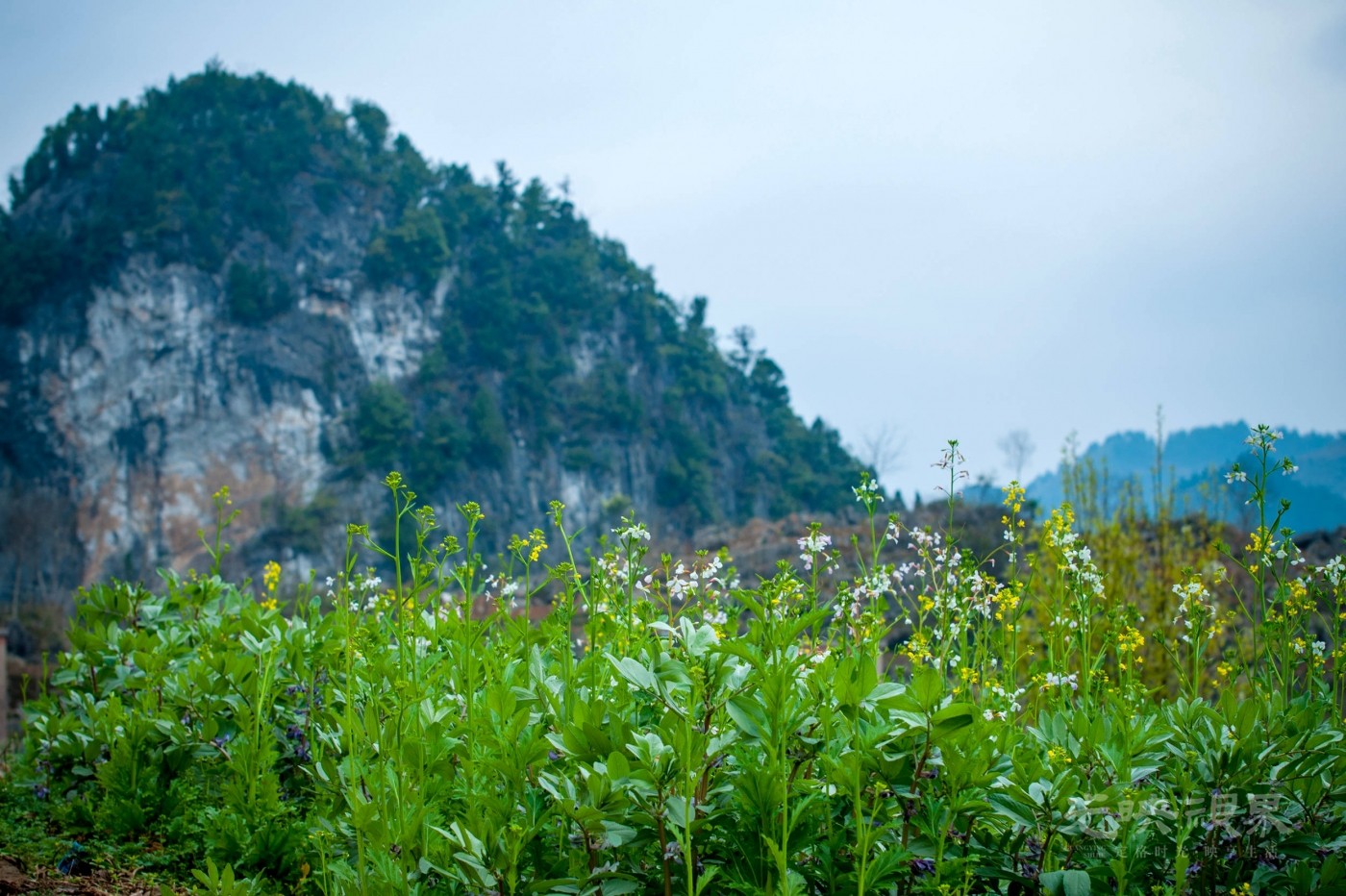 _DSC8334.jpg