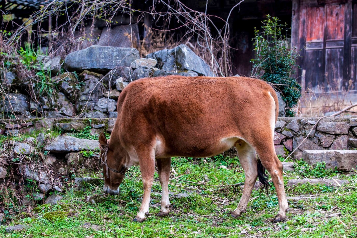 _DSC8355.jpg