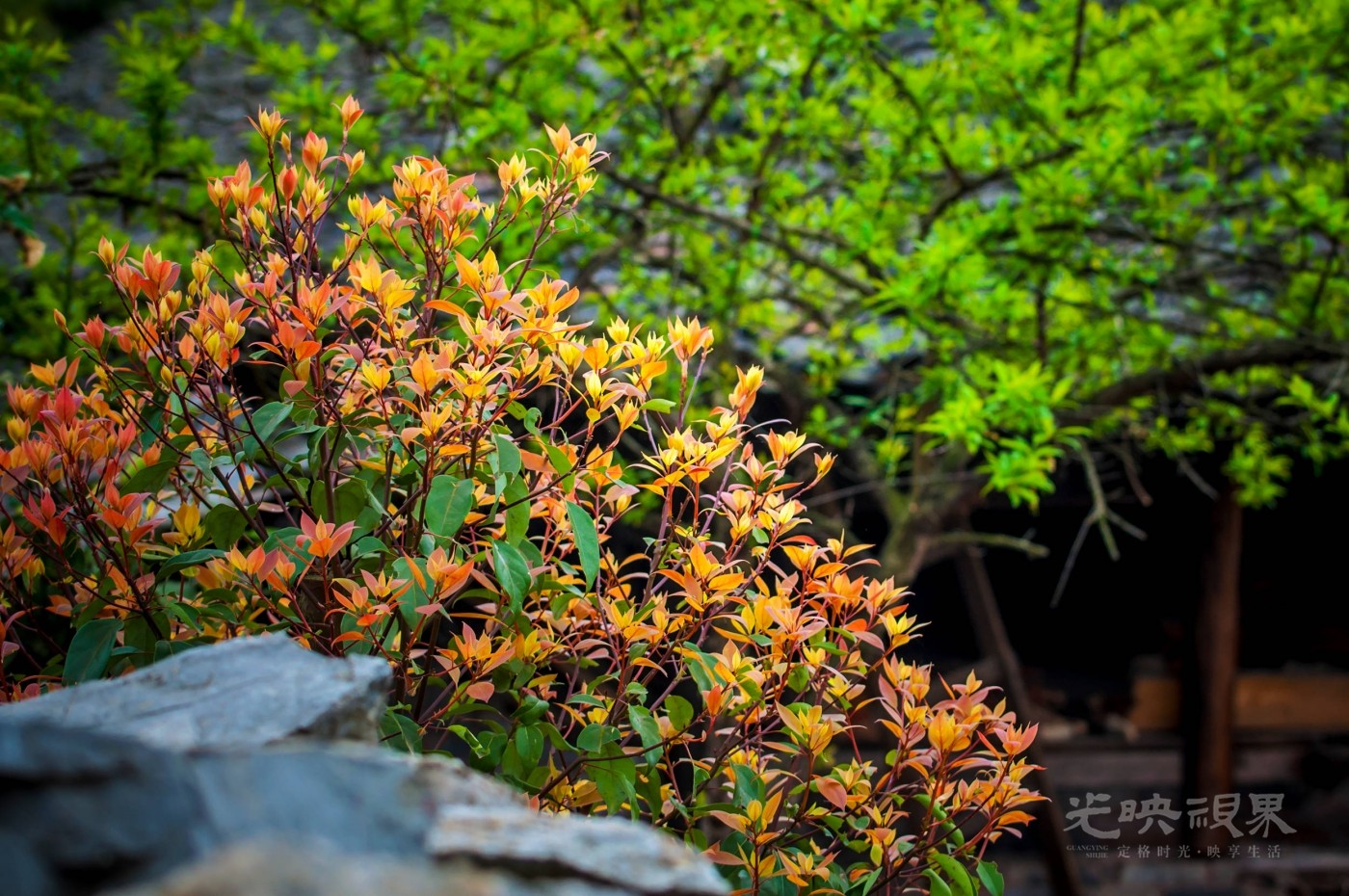 _DSC8600.jpg