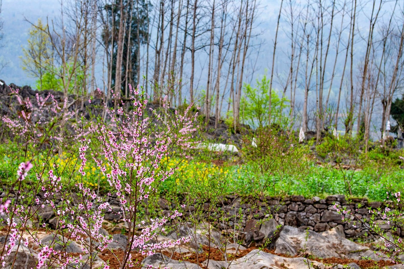 _DSC8443.jpg