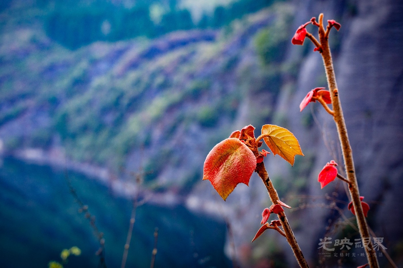 _DSC8480.jpg