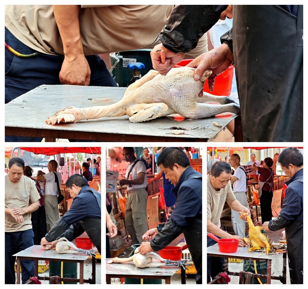 IMG_20260814_095234_副本_副本.jpg