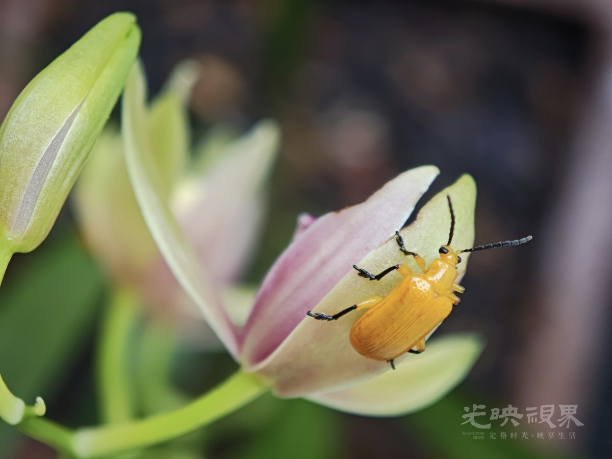 黄守瓜021200.jpg