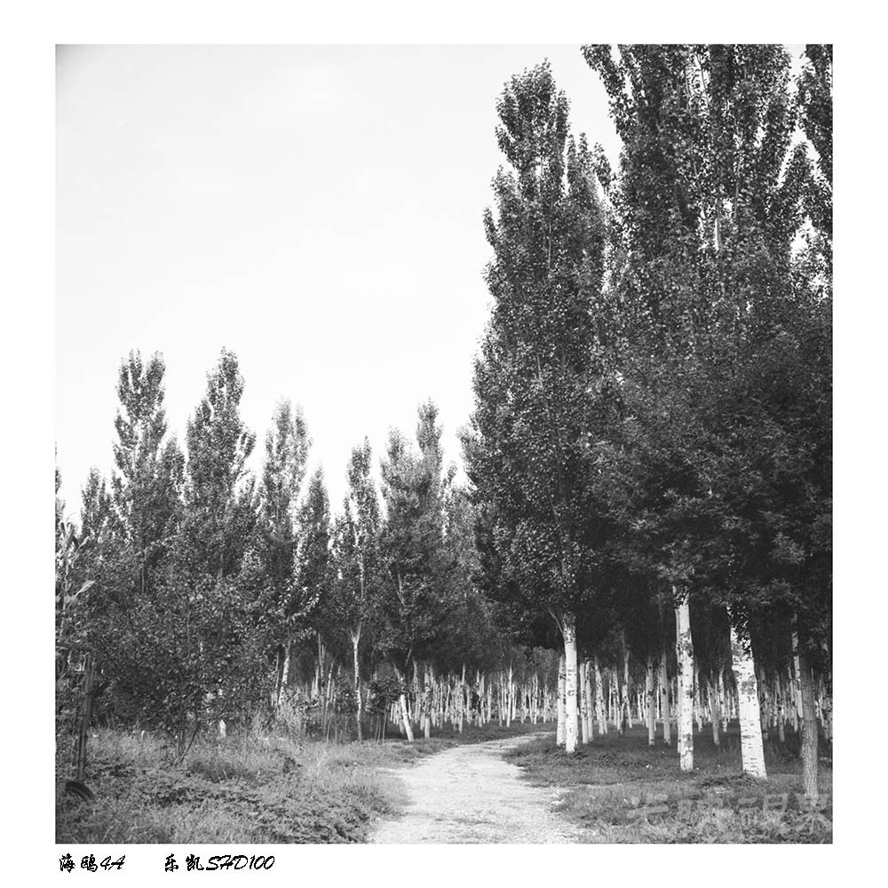 村口的小树林